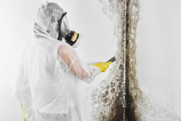 Crawl Space Mold Removal in Brooklawn, NJ