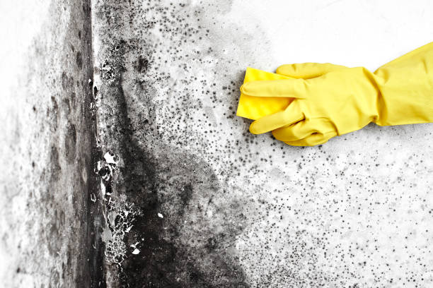 Best Local Mold Removal Service  in Brooklawn, NJ
