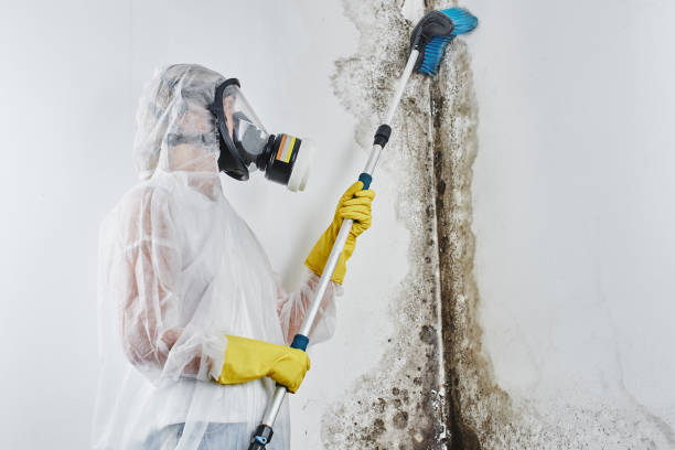 Best Home Mold Removal  in Brooklawn, NJ