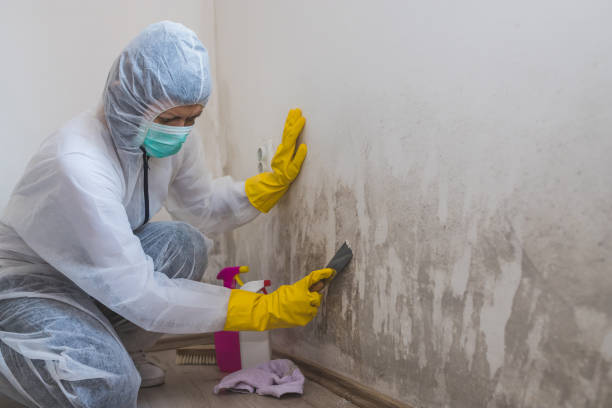 Trusted Brooklawn, NJ Mold Removal Experts
