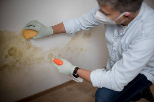 Best Mold Testing and Removal  in Brooklawn, NJ