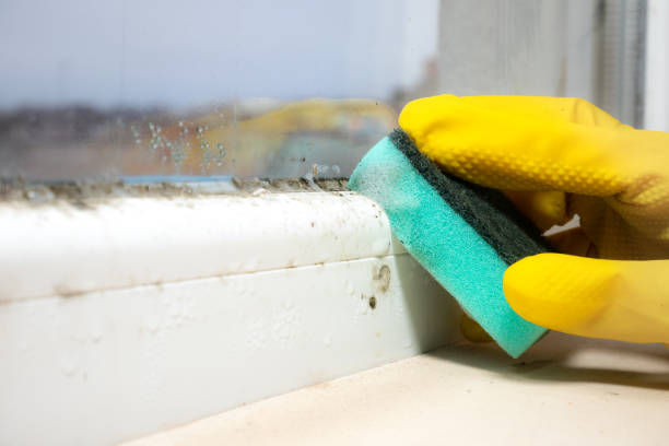 Best Residential Mold Removal  in Brooklawn, NJ
