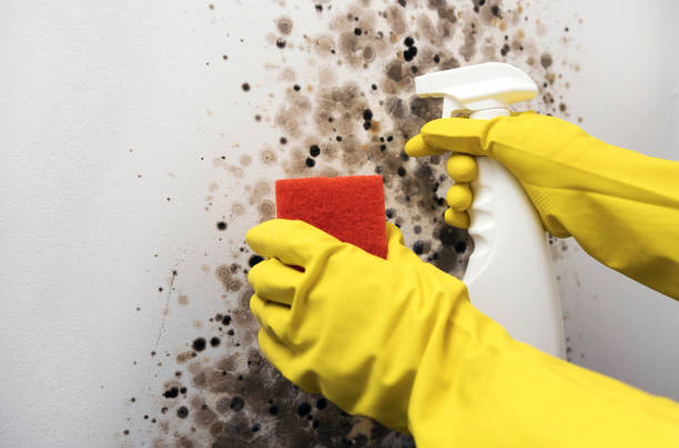 Best Mold Removal Near Me  in Brooklawn, NJ
