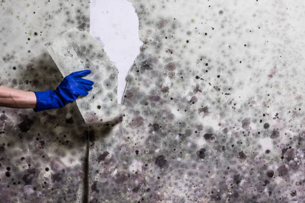 Best Same-Day Mold Removal  in Brooklawn, NJ