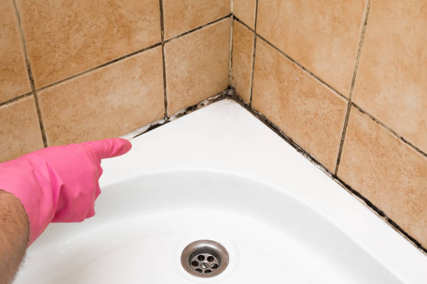 Best Best Mold Removal Companies  in Brooklawn, NJ